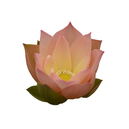【杏色春衫】碗莲乌托邦-中大型盆栽池栽水生花卉观赏荷花种藕cqu - 图3
