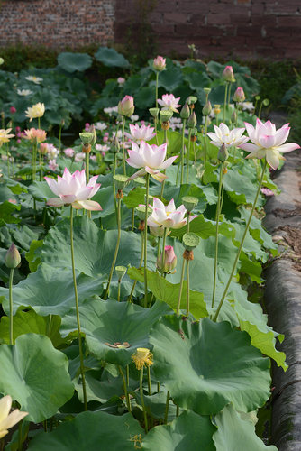 碗莲乌托邦-冬荷8号/冬8/冬八 中大型/可中 水生花卉观赏荷花种藕 - 图1