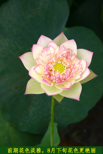 【新云锦】 碗莲乌托邦 大中型池栽盆栽水生花卉碗莲观赏荷花种藕 - 图1