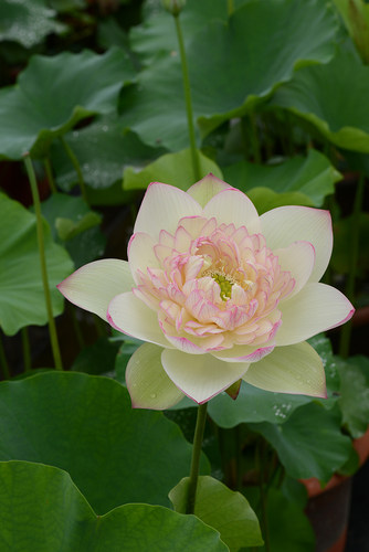 【新云锦】 碗莲乌托邦 大中型池栽盆栽水生花卉碗莲观赏荷花种藕 - 图0
