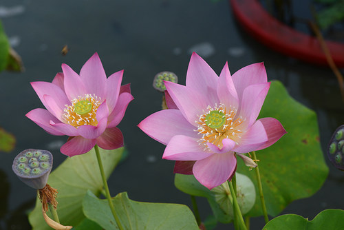 【小池】碗莲乌托邦-中小型可微水生阳台盆栽观赏荷花种藕cqu1021 - 图0