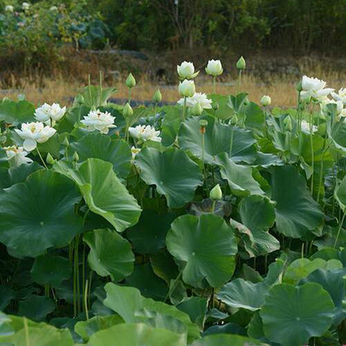 【白羽清芬】碗莲乌托邦阳台庭院池栽中大型盆栽水生观赏荷花种藕 - 图2