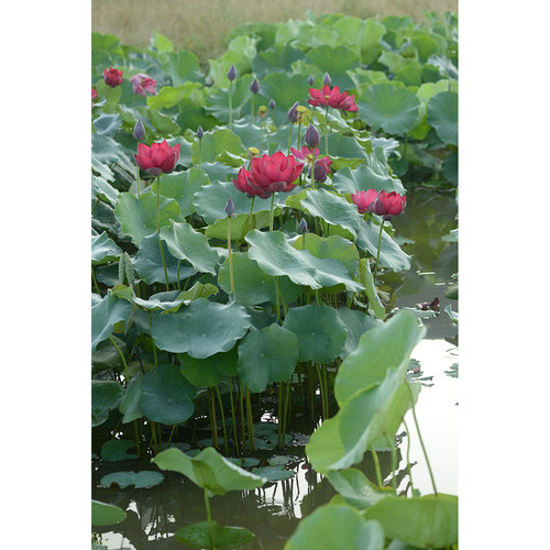 【燕赵红】【长城烽火】碗莲乌托邦中大型水生阳台观赏荷花种藕苗 - 图1