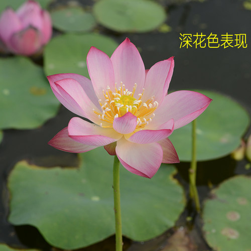【从珂】碗莲乌托邦-中小微 型阳耐阴台盆栽水生花卉观赏荷花种藕 - 图2