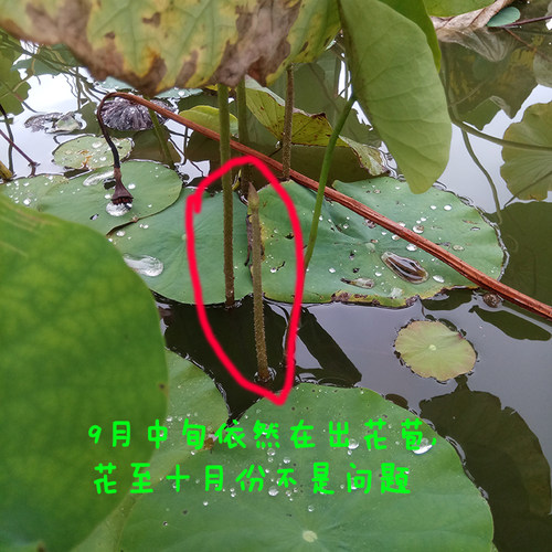 碗莲乌托邦-冬荷8号/冬8/冬八 中大型/可中 水生花卉观赏荷花种藕 - 图2