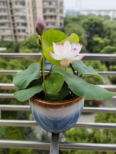 【小铃▪倾绝】碗莲乌托邦中小微型阳台盆栽水生花卉观赏荷花种藕 - 图1