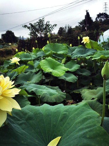 【秣陵秋色】碗莲乌托邦 中大型 盆栽池栽庭院水生观赏荷花种藕苗 - 图1