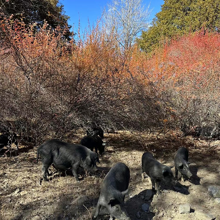 500克包邮 西藏林芝藏香猪肉干 风干猪肉干 手撕猪肉干 - 图0