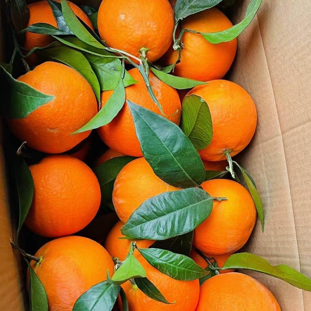 重庆巫山恋橙曲尺纽荷尔脐橙新鲜橙子水果5斤10斤20斤包邮果园直,淘宝优惠券,粉丝福利购,淘宝优惠卷