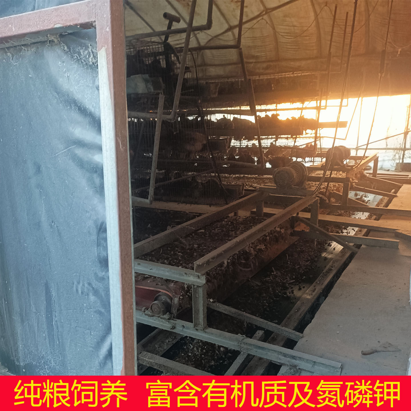 鸡粪纯干鸡粪肥种花种菜果树蔬菜专用无异味鸡屎有机肥农家块包邮,淘宝优惠券,粉丝福利购,淘宝优惠卷