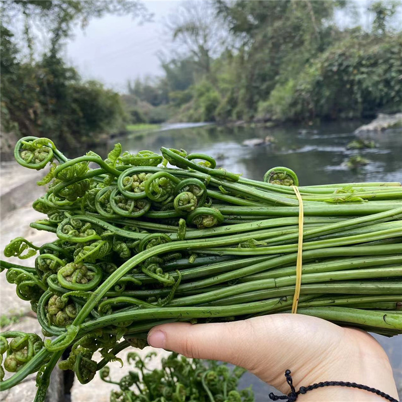 广西桂林特产无污染当天采摘水蕨菜新鲜农家野菜青蕨非山蕨龙爪菜-图0