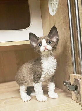香港猫舍白色德文卷毛猫幼崽虎斑异瞳赛级活体不掉毛的宠物无毛猫