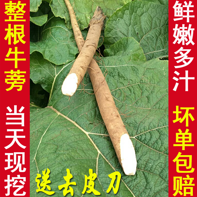 现挖新鲜牛蒡根5斤装苍山牛膀正品一级农家蔬菜农产品牛榜茶原料 - 图0