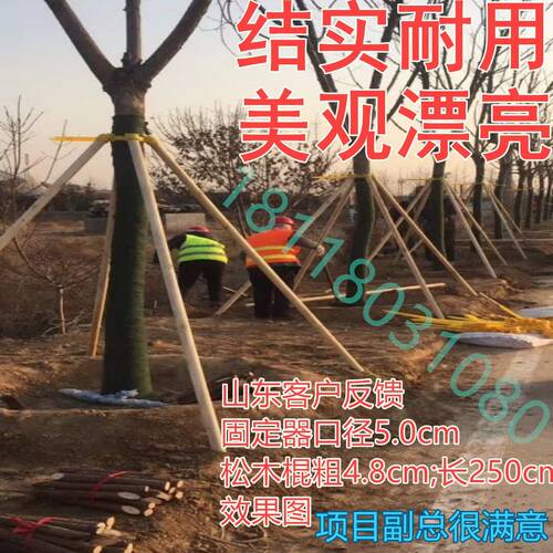 树木支撑架绿化支撑杆苗木固定器植物支撑杉木松木杨木树木防风杆 - 图1