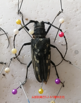 真昆虫蜻蜓锹甲兜虫金龟未整资原虫标本独立包装练手虫 虎窝淘