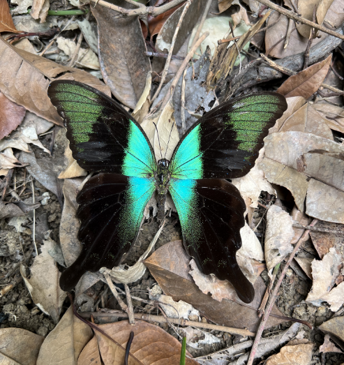 翡翠凤蝶Papilio peranthus adamantius真蝴蝶标本未展翅原蝶 - 图0