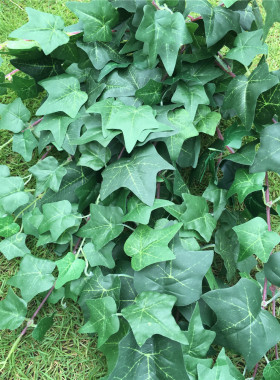 高仿真常春藤爬山虎空调管道diy