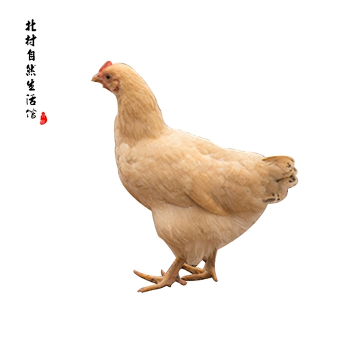 河田羽 Бренда голова курица чистые породы куриная земля Ходьба куриная курица куриная курица свежие и нежные экологические горы