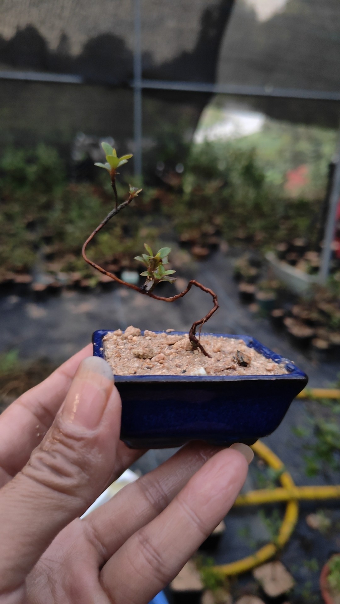 映山红鸡血红杜鹃花桩艺桩景造型盆景,淘宝优惠券,粉丝福利购,淘宝优惠卷