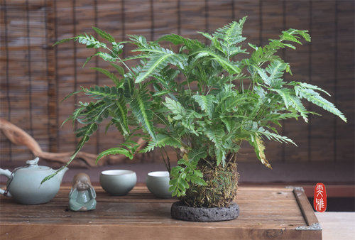 狼尾蕨一叶蕨紫琪蕨苔藓球盆景绿植物办公室好养客厅禅意净化空气 - 图1