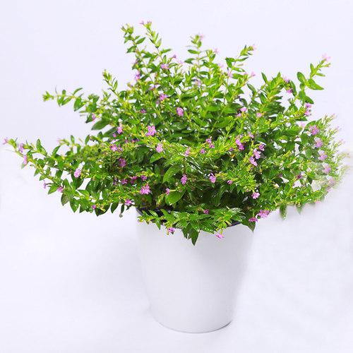 满天星细叶萼距花苗四季开花紫雪茄花庭院绿植工程花境箱绿化苗木 - 图3