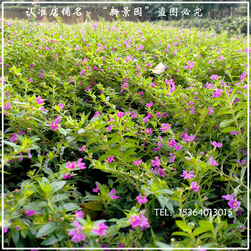 满天星细叶萼距花苗四季开花紫雪茄花庭院绿植工程花境箱绿化苗木 - 图0