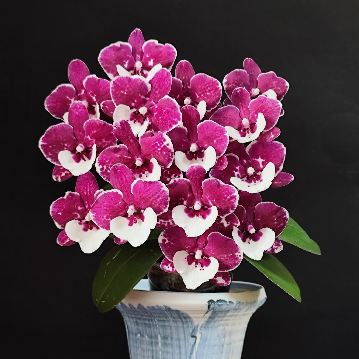 【圣诞老人2剑苗】3.5寸大杯大苗蝴蝶兰 基地直发 包对版,淘宝优惠券,粉丝福利购,淘宝优惠卷