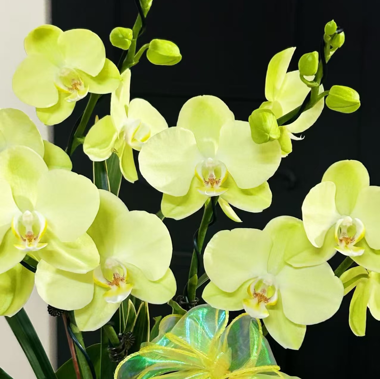 【日光浴出剑苗】蝴蝶兰  基地直发  包对版 - 图1