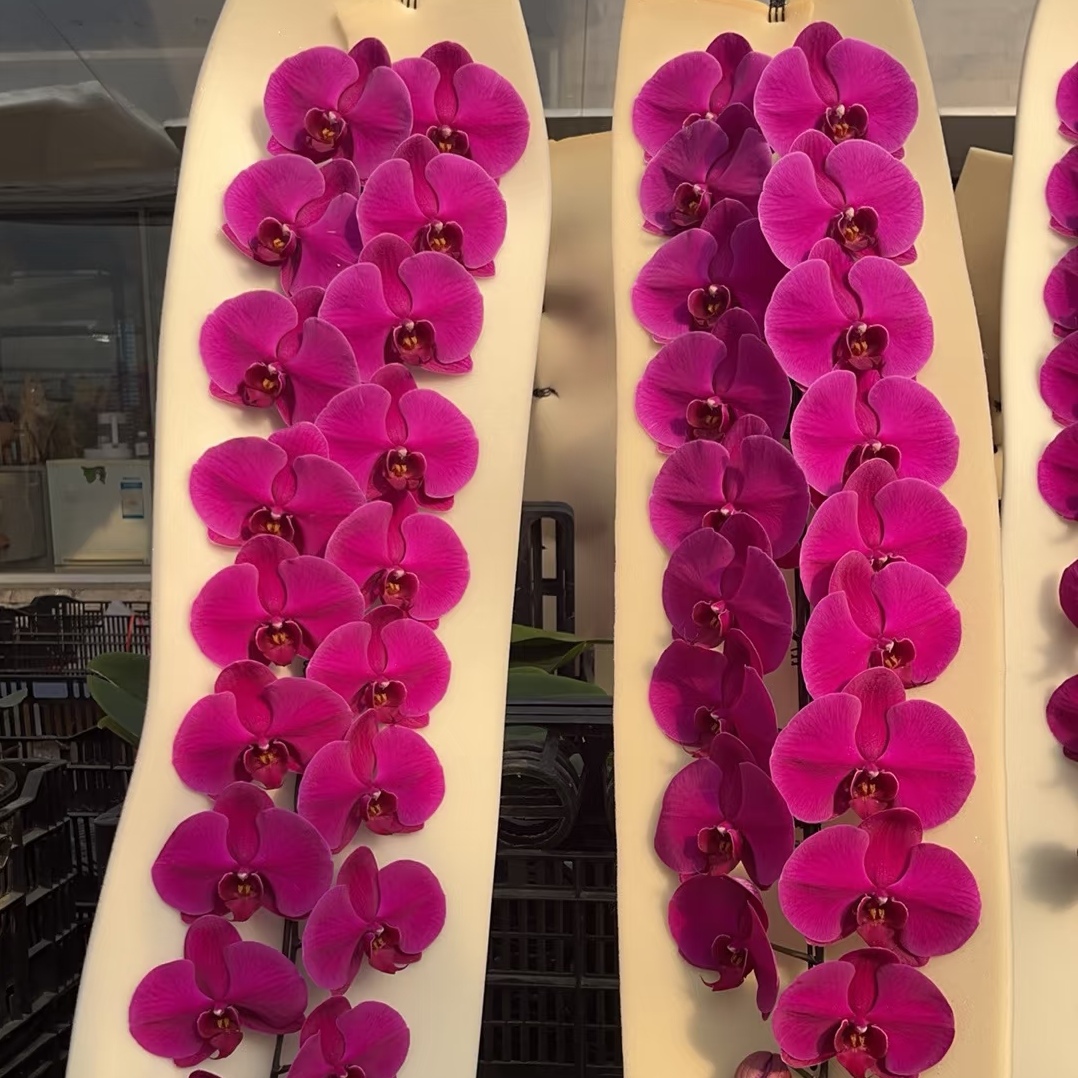 【大辣椒出剑苗】大花型蝴蝶兰  基地直发包对版 - 图0