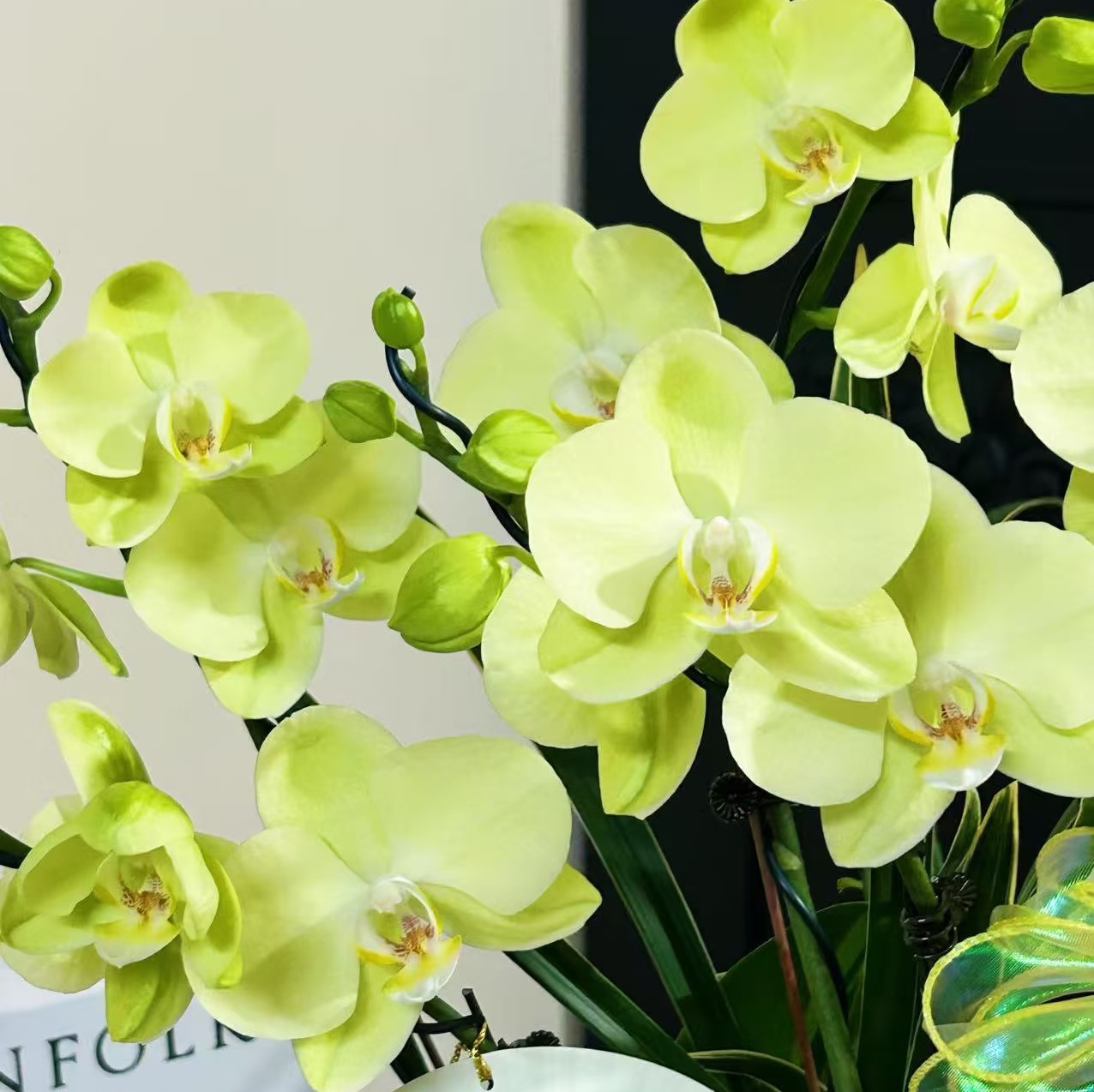 【日光浴出剑苗】蝴蝶兰  基地直发  包对版 - 图0