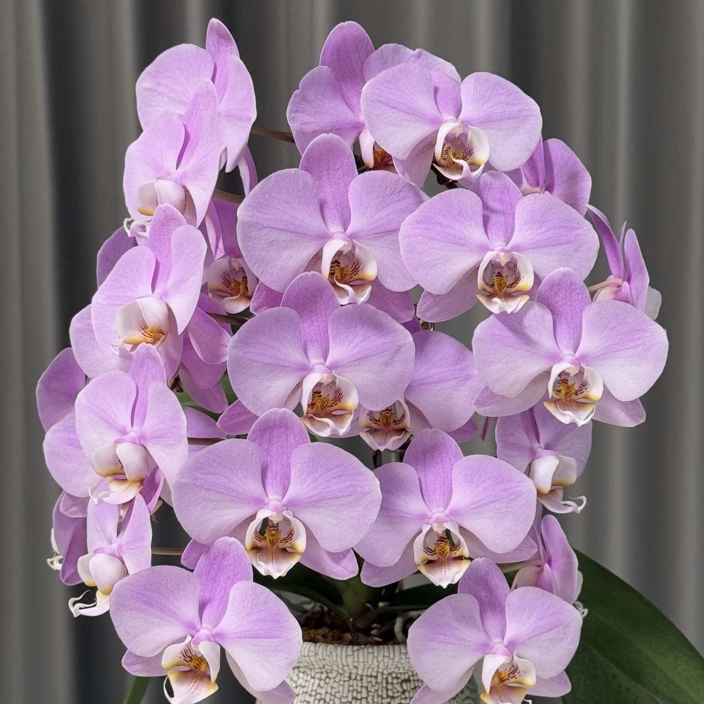 【密尔沃基双剑苗】3.5寸大杯大苗蝴蝶兰苗基地直发包对版包邮,淘宝优惠券,粉丝福利购,淘宝优惠卷