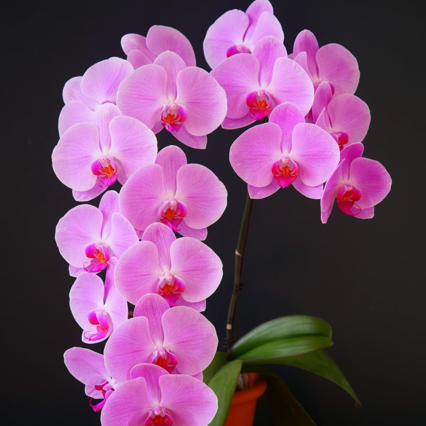 【粉冠军】蝴蝶兰3.5寸大杯大苗 基地直发 包对版 - 图1