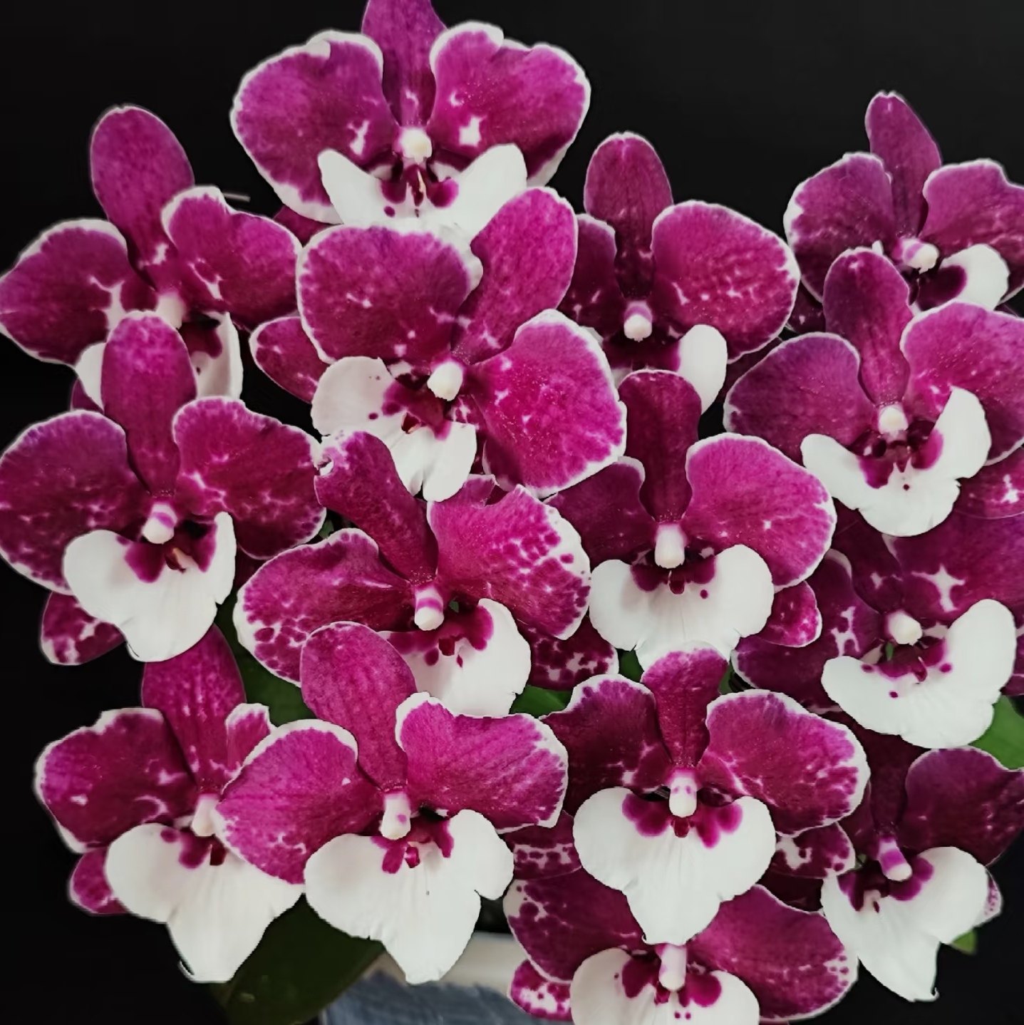 【圣诞老人2剑苗】3.5寸大杯大苗蝴蝶兰 基地直发 包对版,淘宝优惠券,粉丝福利购,淘宝优惠卷