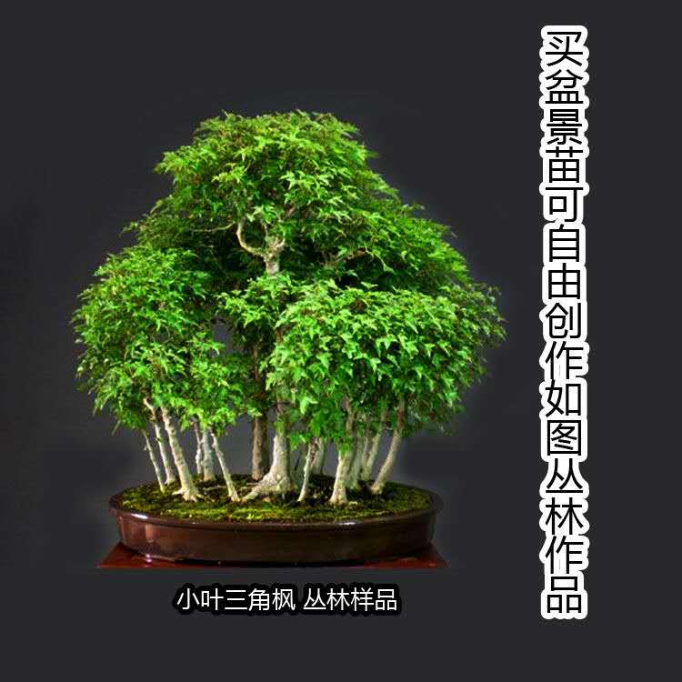 小叶三角红枫唐枫盆景组合盆栽成品丛林创意制作树苗室内绿植好养 - 图1