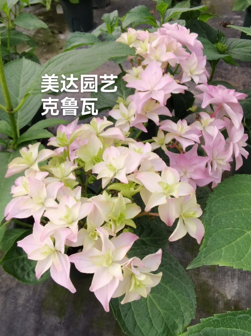 美达园艺 克鲁瓦 进口绣球新品花苗阳台庭院花园植物盆栽花卉小苗 - 图1