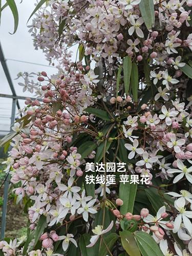 进口品种常绿铁线莲爬藤植物庭院子 苹果花小苗花卉1加仑盆栽大苗 - 图2