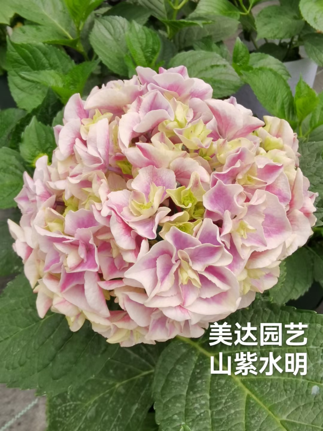 进口大花绣球新品 山紫水明 阳台露台庭院花园植物盆栽花卉花苗 - 图1