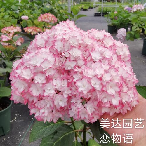 恋物语三河千鸟 万华镜花鸟风月 凤凰恋心等 绣球小苗50棵起批 - 图3