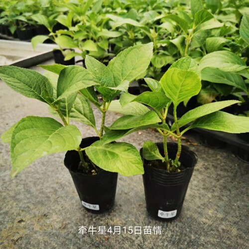 牵牛星 星星绣球 重瓣进口新品大花绣球花苗盆栽小苗花卉 4棵包邮 - 图0
