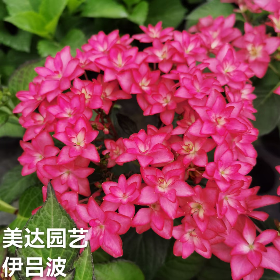 3B/伊吕波 斑斓星空 进口绣球新品花苗 阳台庭院花园植物盆栽花卉