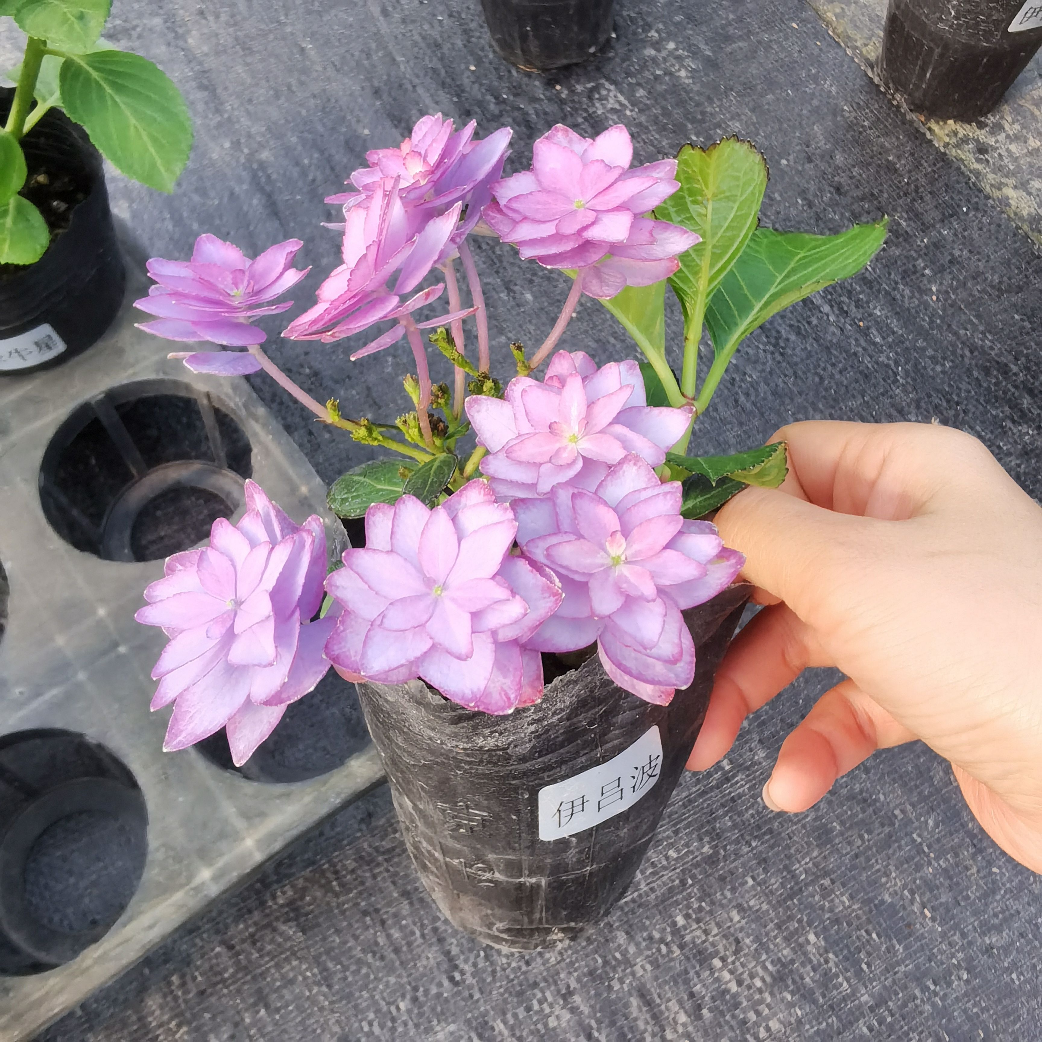 3B/伊吕波 斑斓星空 进口绣球新品花苗 阳台庭院花园植物盆栽花卉