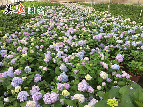 恋物语三河千鸟 万华镜花鸟风月 凤凰恋心等 绣球小苗50棵起批 - 图2