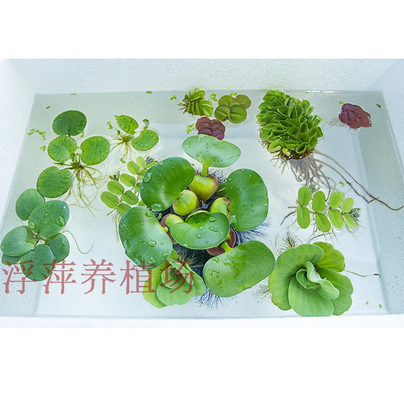 水葫芦凤眼莲凤眼蓝水生植物水培绿超强污水净化-图3