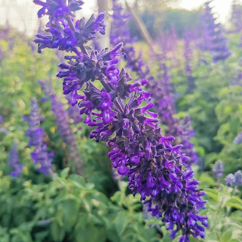 墨西哥鼠尾草盆栽林荫蓝花苗蓝霸白色樱桃花境花卉绿植宿根多年生-图2