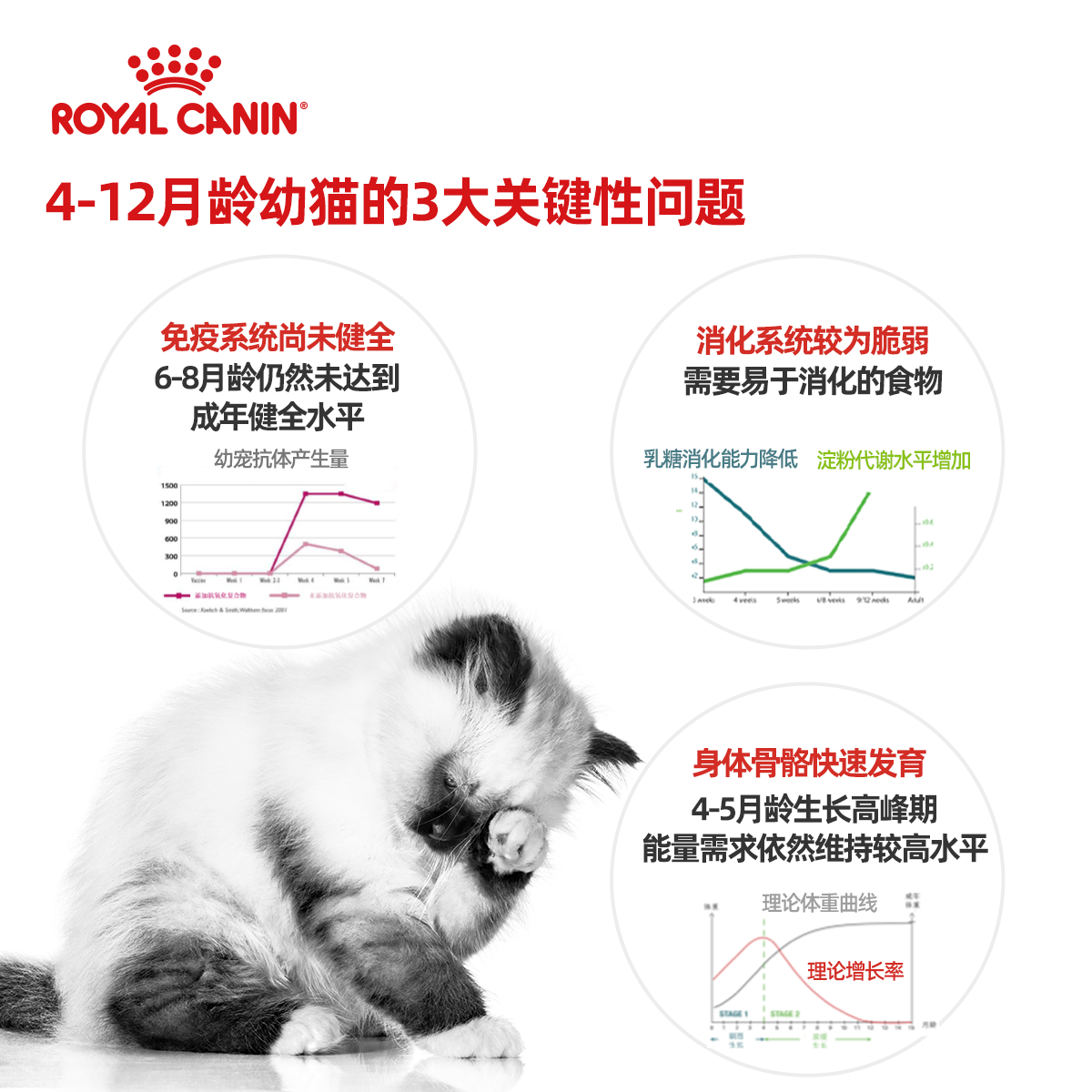 皇家猫粮幼猫小猫英短猫咪粮K36/2KG蓝猫猫食猫料饲料皇家幼猫粮 - 图1