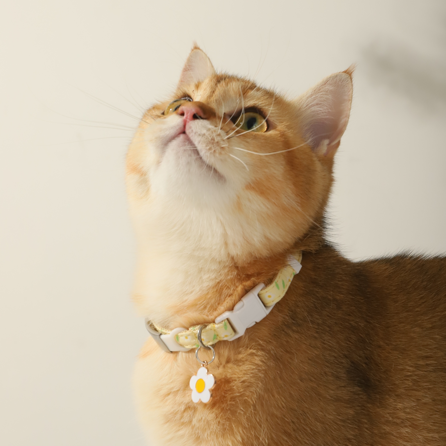 猫牌刻字猫咪狗脖圈脖饰铃铛项圈 乐乐猫宠物用品项圈/肩带