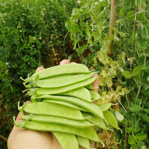 大荚荷兰豆种子软荚菜豌豆甜脆豌豆仁籽春夏秋季农家菜园蔬菜种孑 - 图1