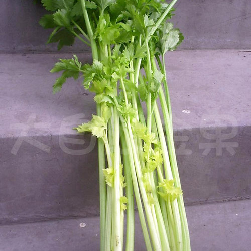 四季黄空心芹种子黄心芹菜种籽小香芹黄嫩西芹青菜籽春秋蔬菜种孑 - 图0