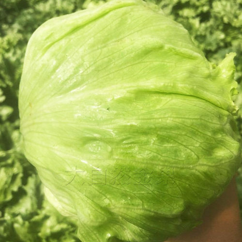 结球生菜种子包心青菜种籽春夏秋四季菜种籽阳台盆栽蔬菜种孑耐热 - 图2