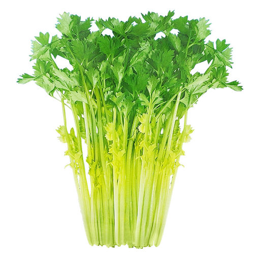 四季黄空心芹种子黄心芹菜种籽小香芹黄嫩西芹青菜籽春秋蔬菜种孑 - 图3